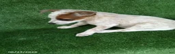 Australian Cattle Dog dogs for sale: Sara - Ad 3