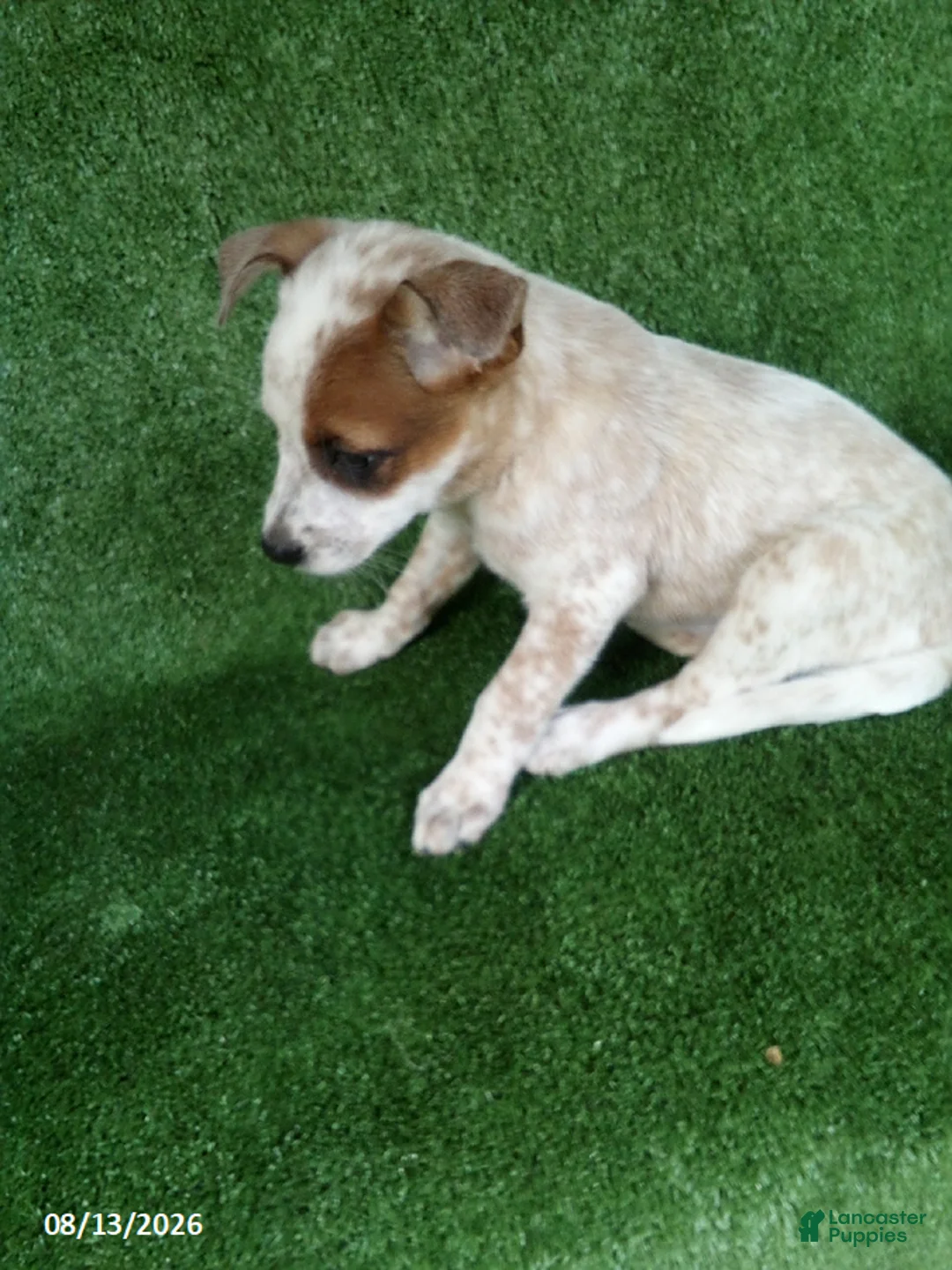 Australian Cattle Dog dogs for sale: Sara - Ad 3