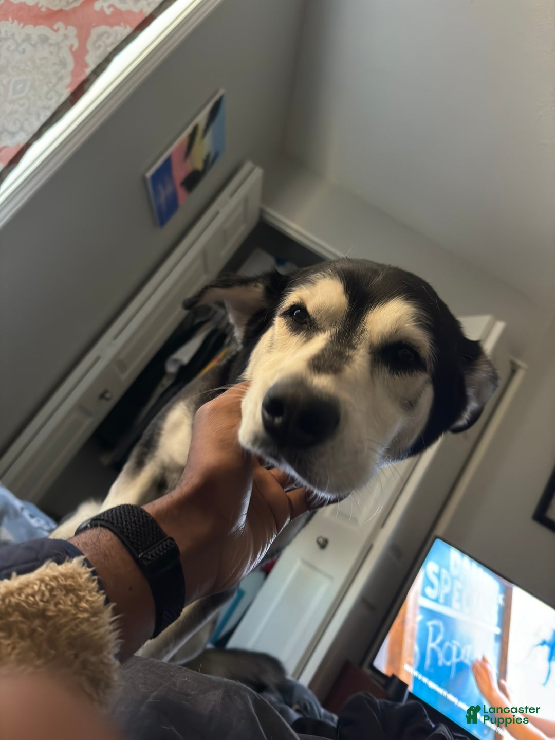 Mixed Breed dogs for sale: Kuta  - Ad 4