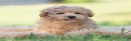 Maltipoo dogs for sale: tucker - Ad 7