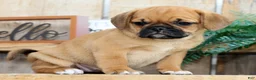 Puggle dogs for sale: Maddie - Ad 4