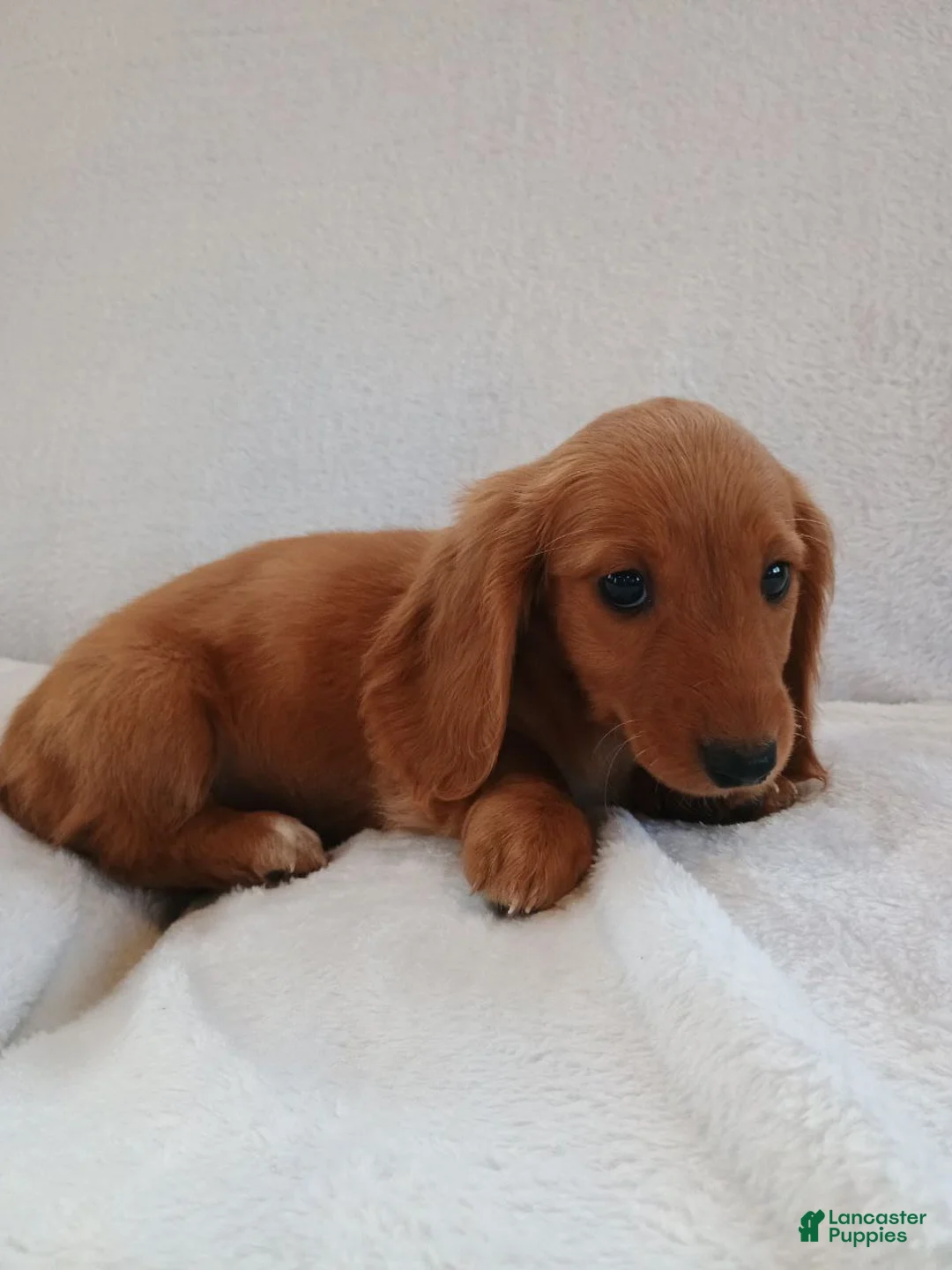 Miniature Dachshund dogs for sale: Sally  - Ad 5