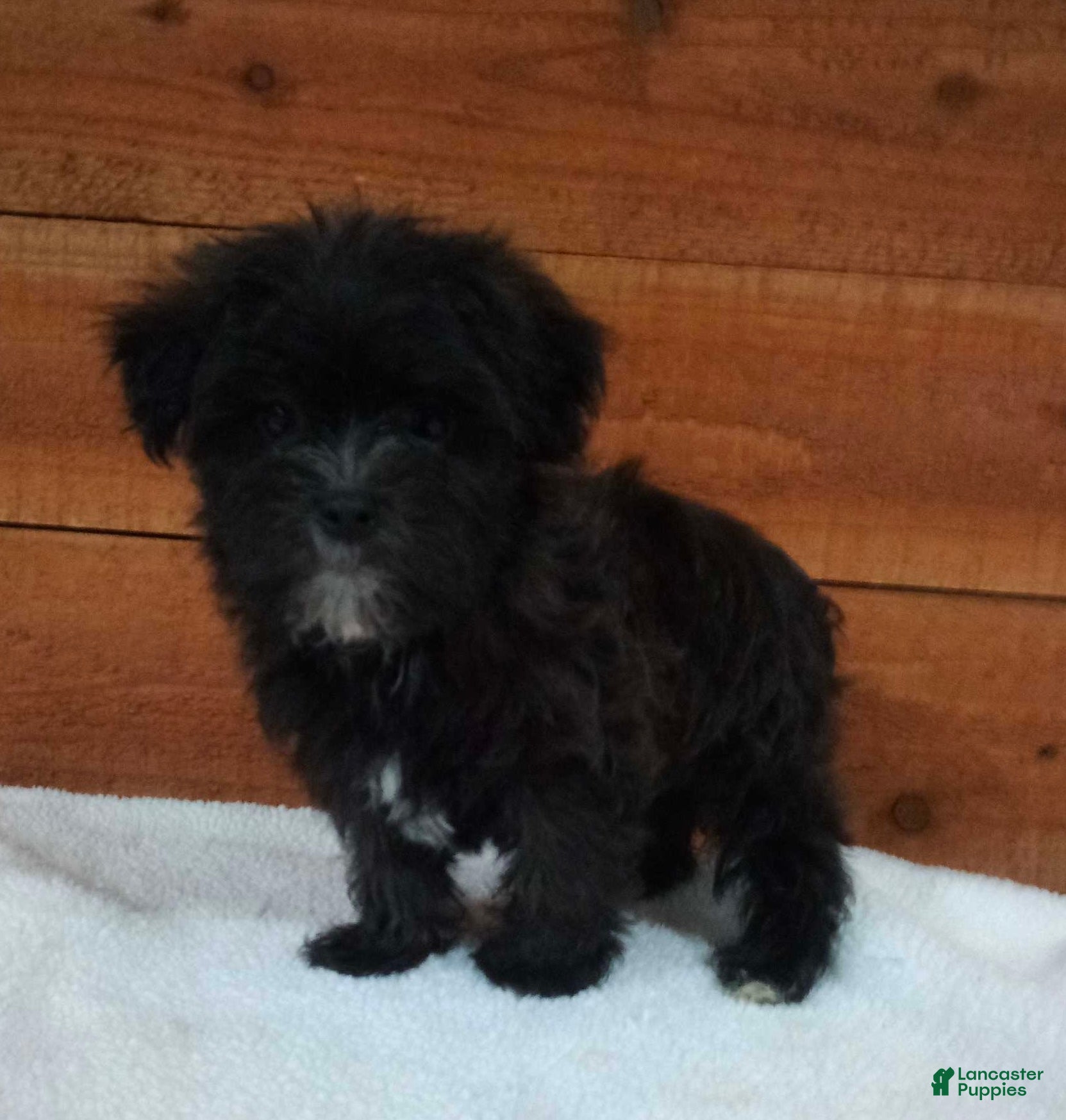Morkie dogs for sale: Benji - Ad 2