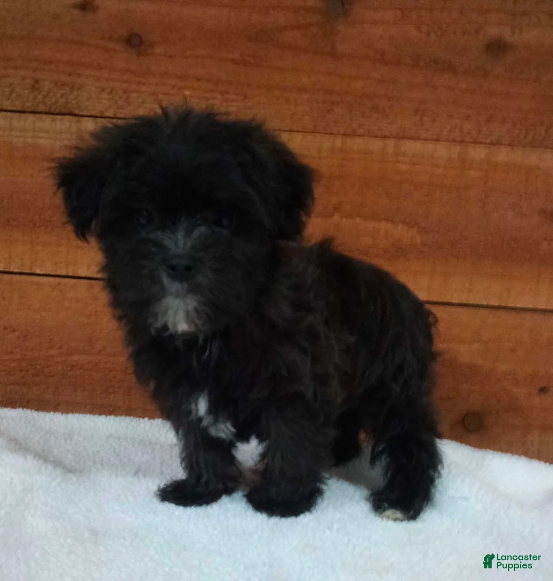 Morkie dogs for sale: Benji - Ad 2