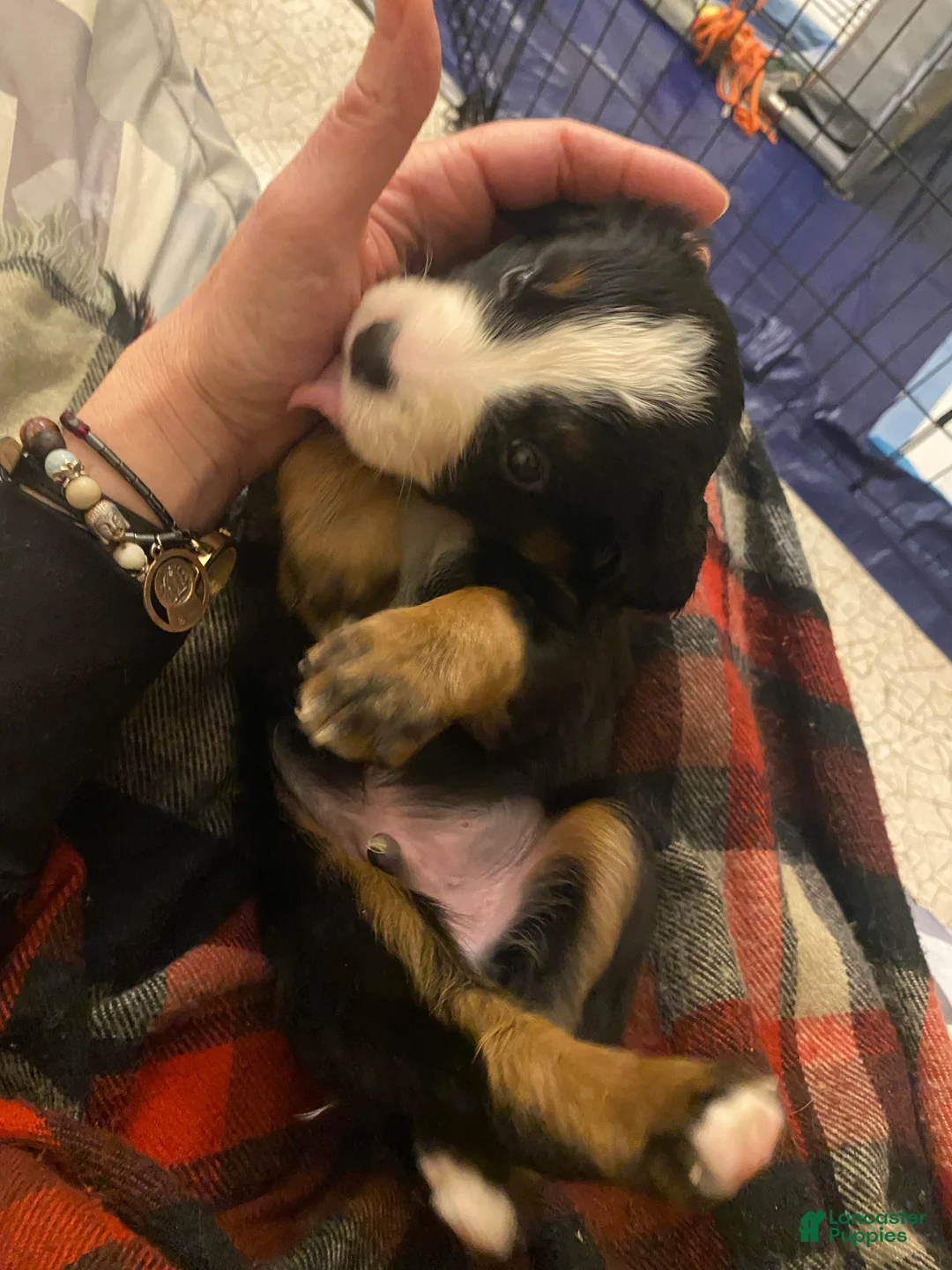 Bernedoodle dogs for sale: Bernedoodle Puppy 11 - Ad 13