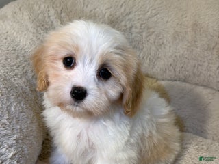 Maltipoo dogs - Ad 18