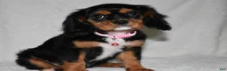 Cavalier King Charles Spaniel dogs for sale: Tessa - Ad 7