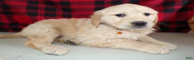Golden Retriever Puppy 7 Brook