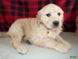 Golden Retriever Puppy 7 Brook