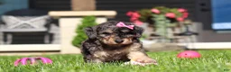 Bichpoo dogs for sale: Callie - Ad 10