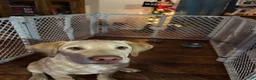 Labrador Retriever dogs for sale: Labrador Retriever big boy grey collar  - Ad 12