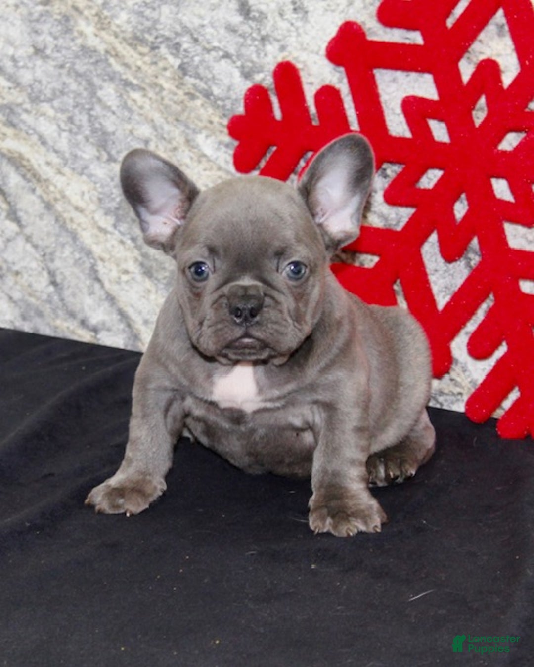 French Bulldog dogs for sale: Dixie - Ad 2