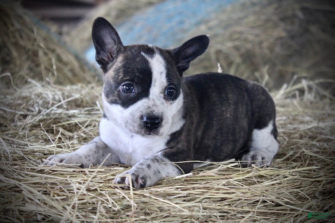 Mixed Breed dogs for sale: Snowshoe - Ad 4