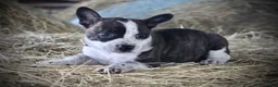Mixed Breed dogs for sale: Snowshoe - Ad 1