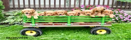 Golden Retriever dogs for sale: Brailey - Ad 5