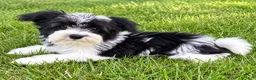 Yorkiepoo dogs for sale: Louie - Ad 2