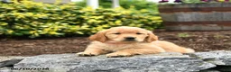 Golden Retriever dogs for sale: Jemma - Ad 2