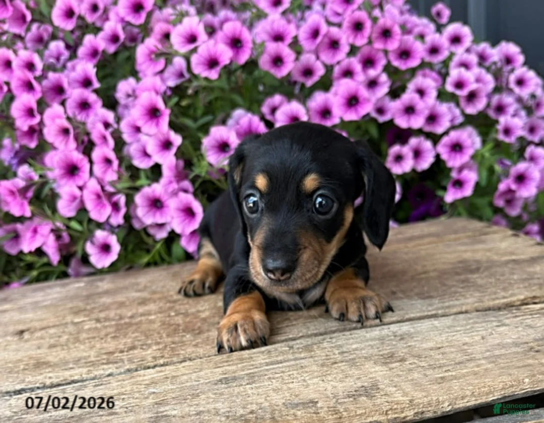 Dachshund dogs for sale: Oakley - Ad 3