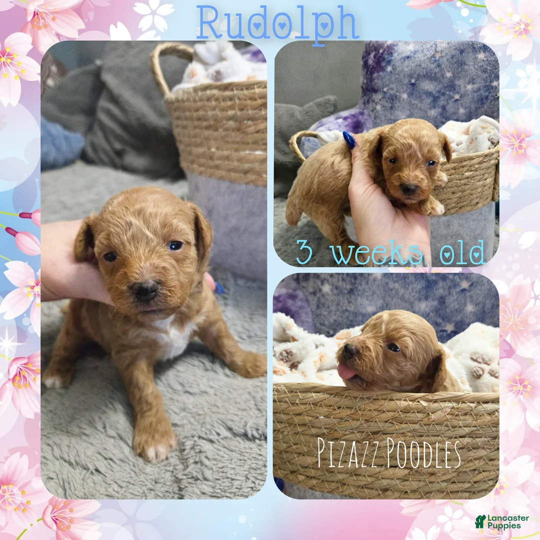 Miniature Poodle dogs for sale: Rudolph  - Ad 6