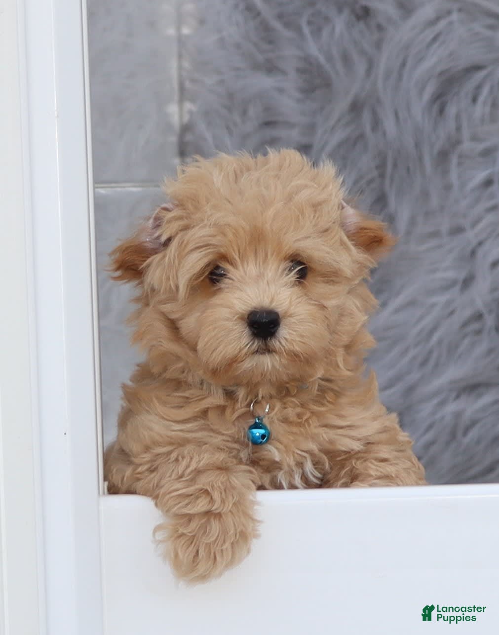 Havanese Poodle Mix Puppies For Sale Havapoo Havanese Water Dog