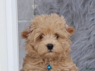 Havapoo dogs - Ad 32