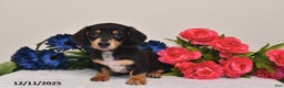 Miniature Dachshund dogs for sale: Rowdy - Ad 2
