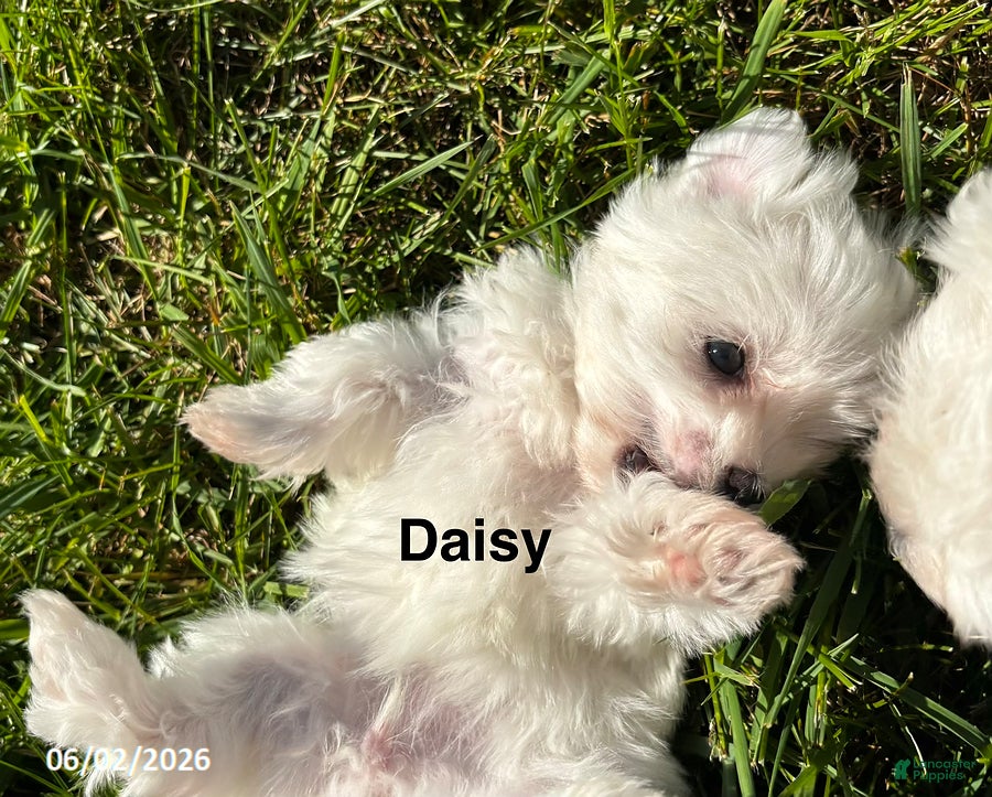 Maltese dogs for sale: Daisy - Ad 3