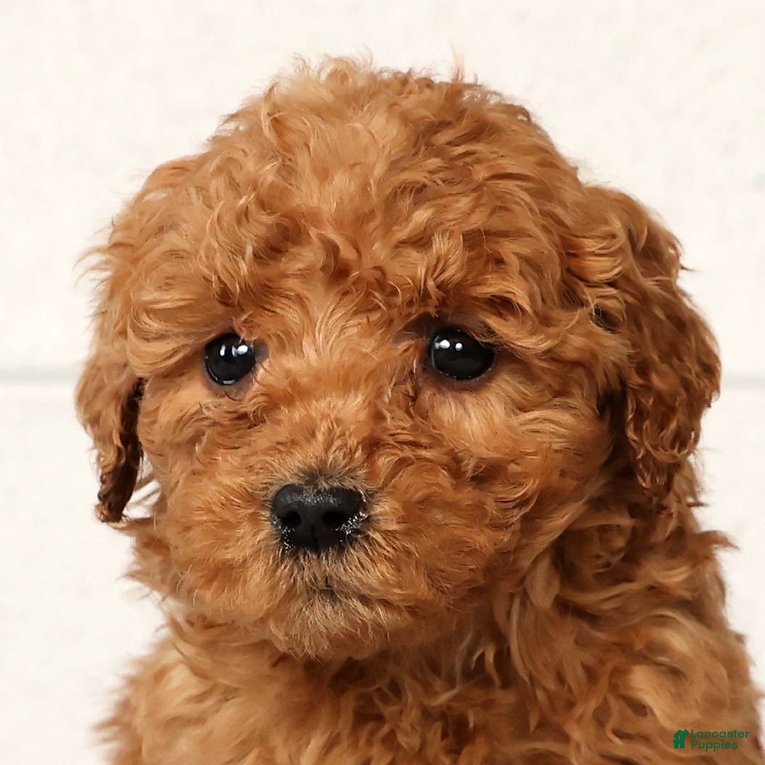 Mini Goldendoodle dogs for sale: Lori - Ad 9