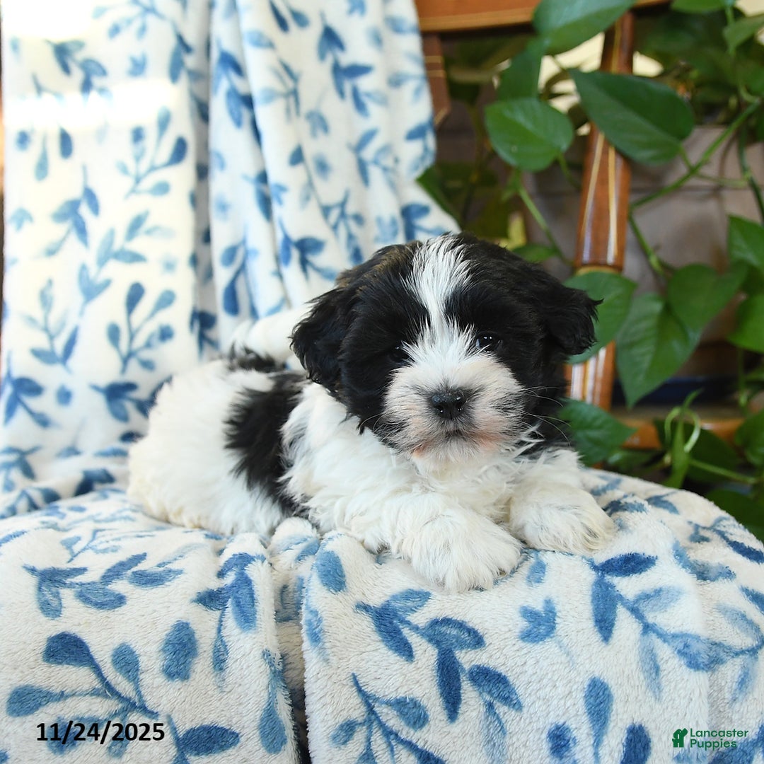 Havanese dogs for sale: Joy - Ad 3