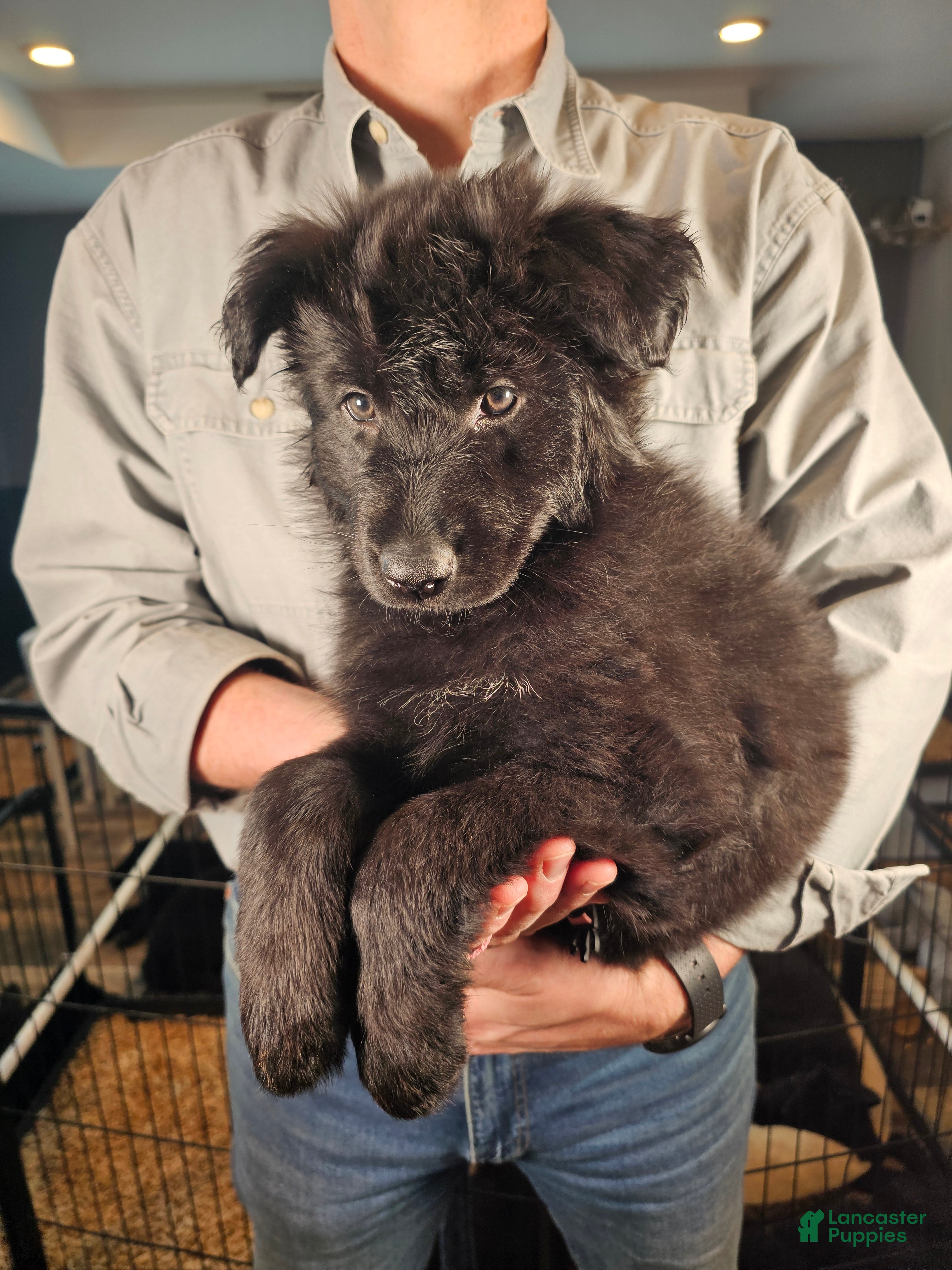 German Shepherd dogs Haven - Ad 2