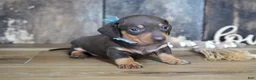 Miniature Dachshund dogs for sale: Boone - Ad 3