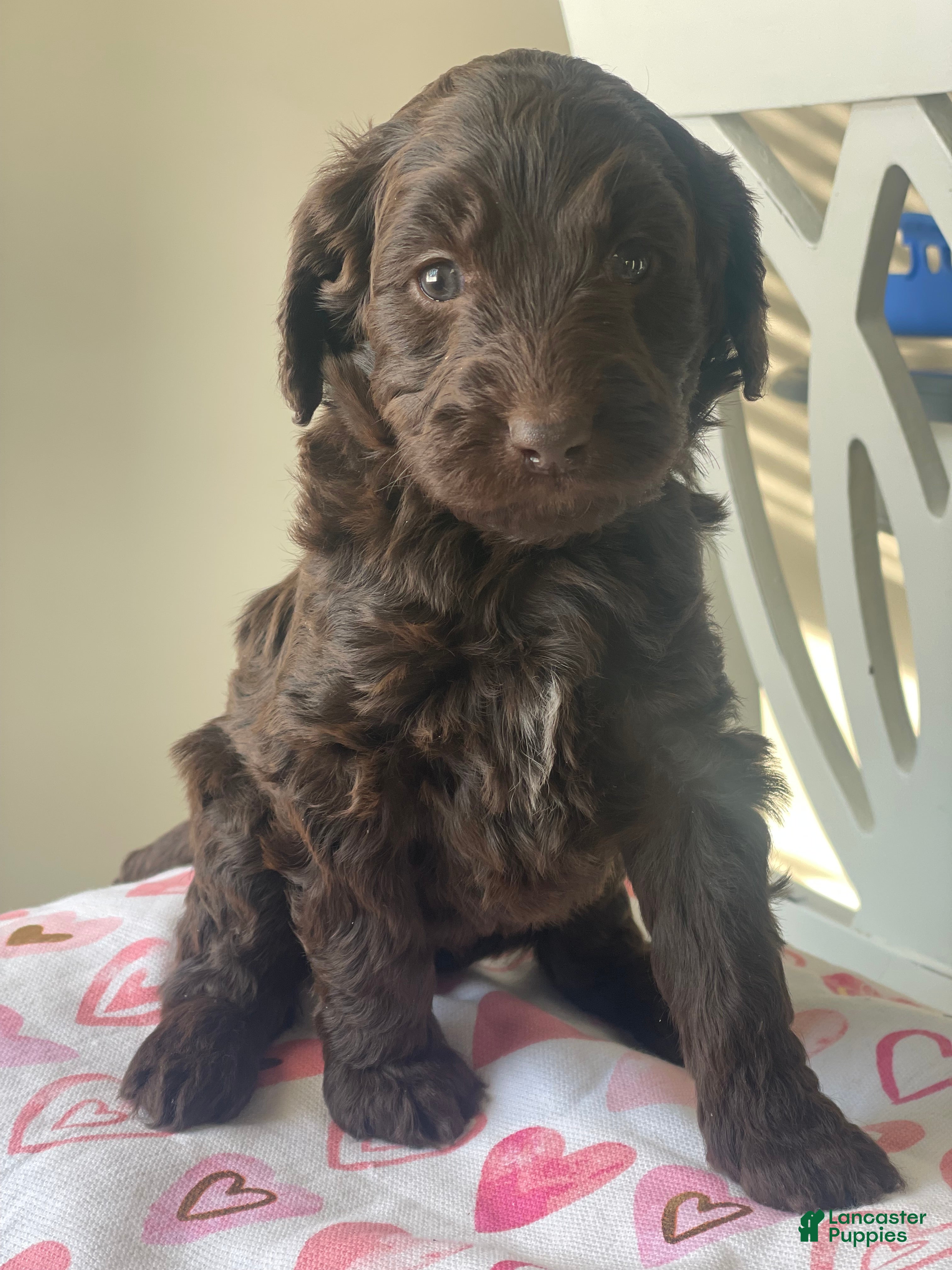 Goldendoodle dogs Ms pink - Ad 21