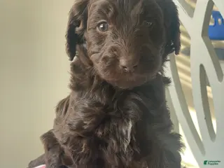 Goldendoodle dogs Ms pink - Ad 25