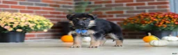 German Shepherd dogs for sale: Mason - Ad 6