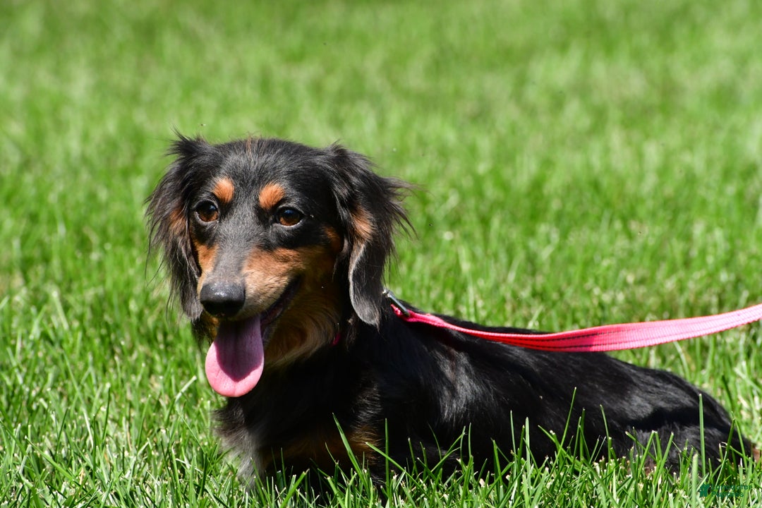 Miniature Dachshund dogs for sale: Dante - Ad 13
