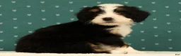 Mini Bernedoodle dogs for sale: Oscar - Ad 2