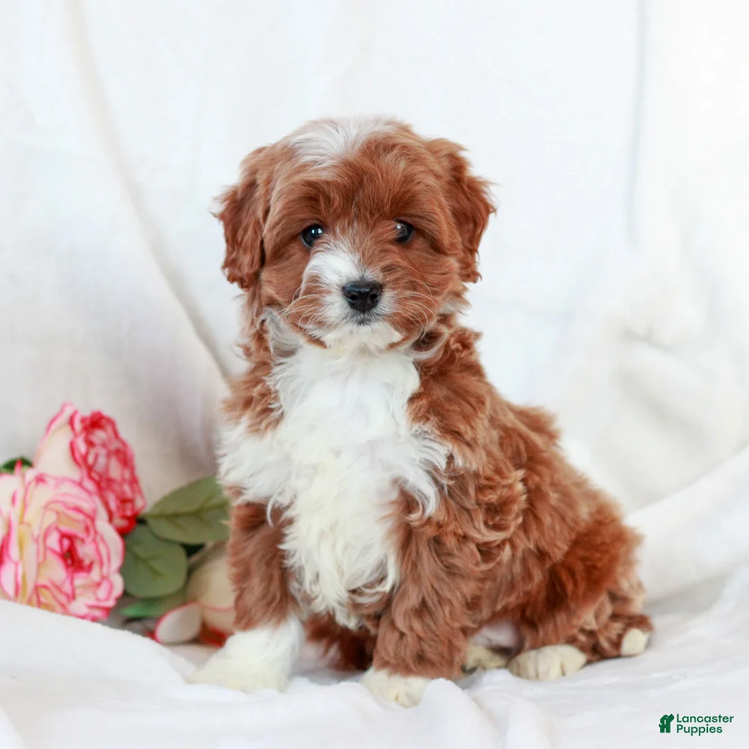 Cavapoo dogs for sale: Lucas  - Ad 1