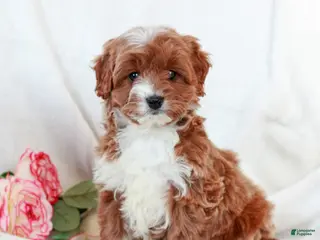 Cavapoo dogs Lucas - Ad 14