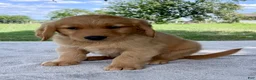 Golden Retriever dogs for sale: Dawson - Ad 5