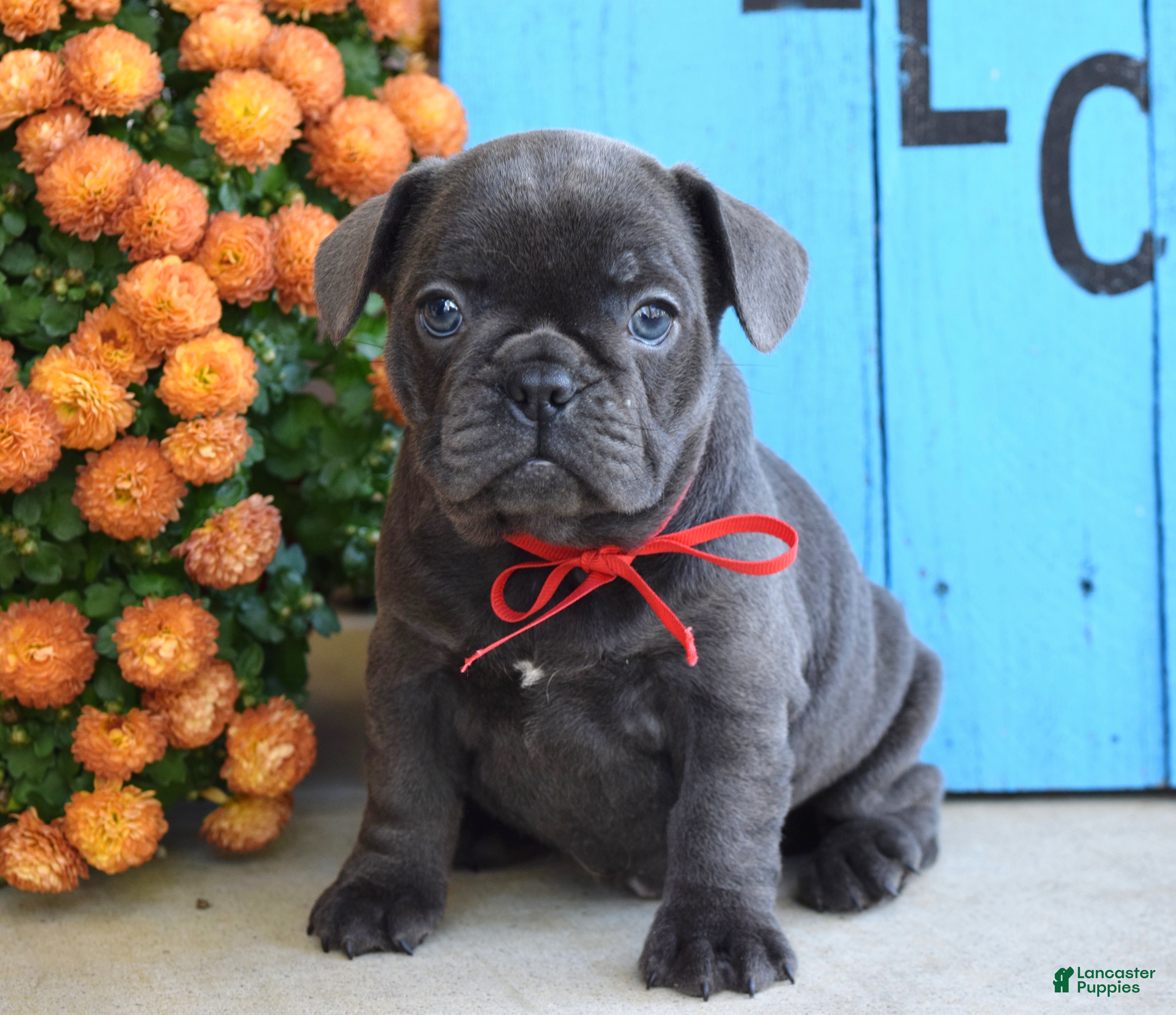 French Bulldog Puppies for sale under $800 Lancaster Puppies