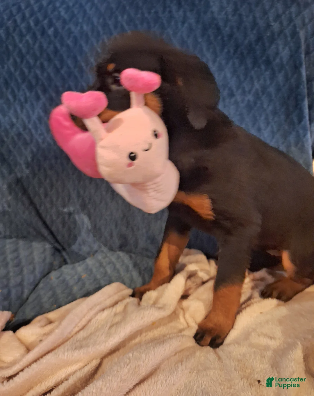 Rottweiler dogs for sale: Rottweiler Puppy 4 - Ad 4