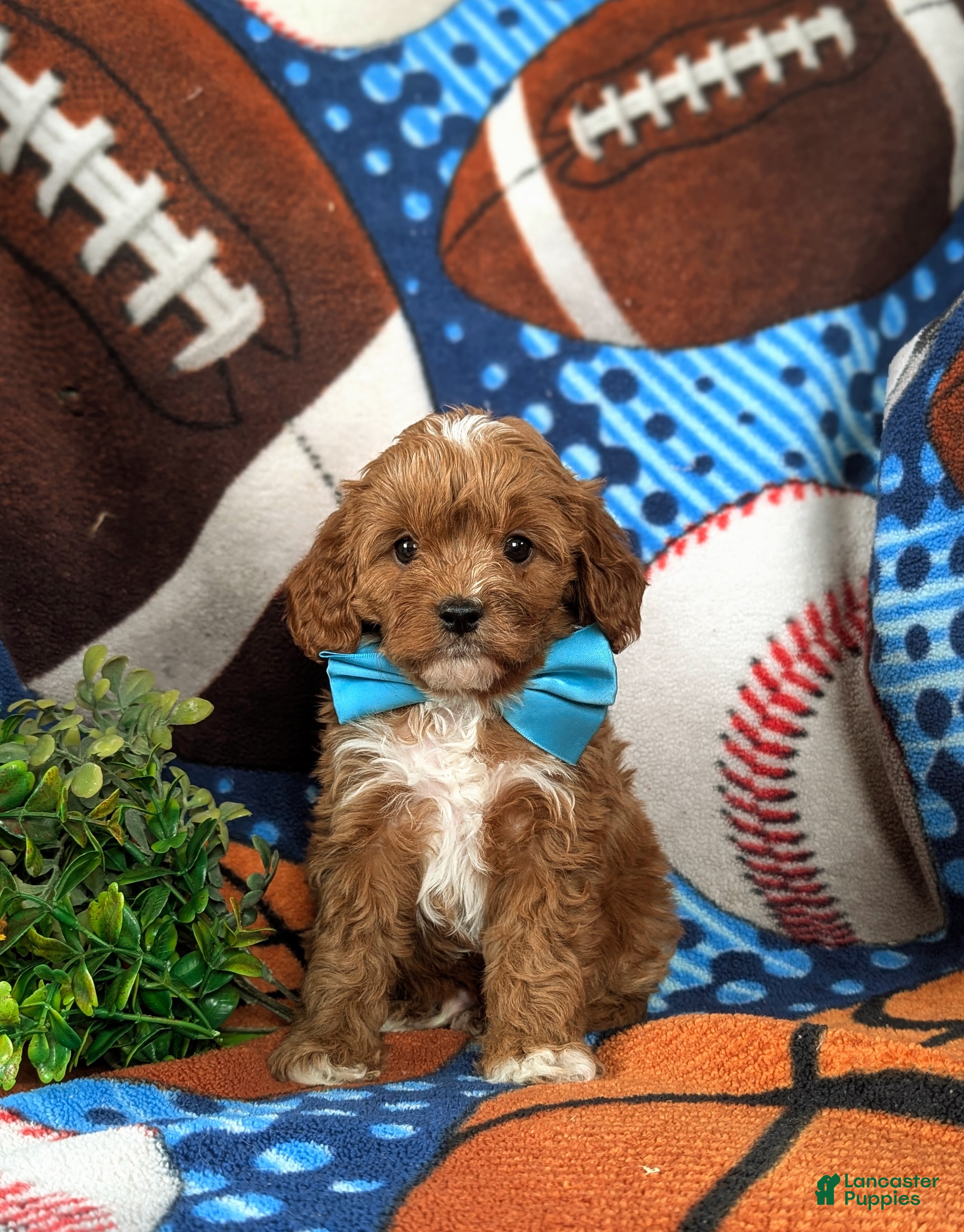 Cavapoo dogs Elliott - Ad 2
