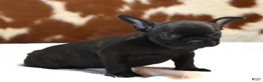 CELINA - BRINDLE