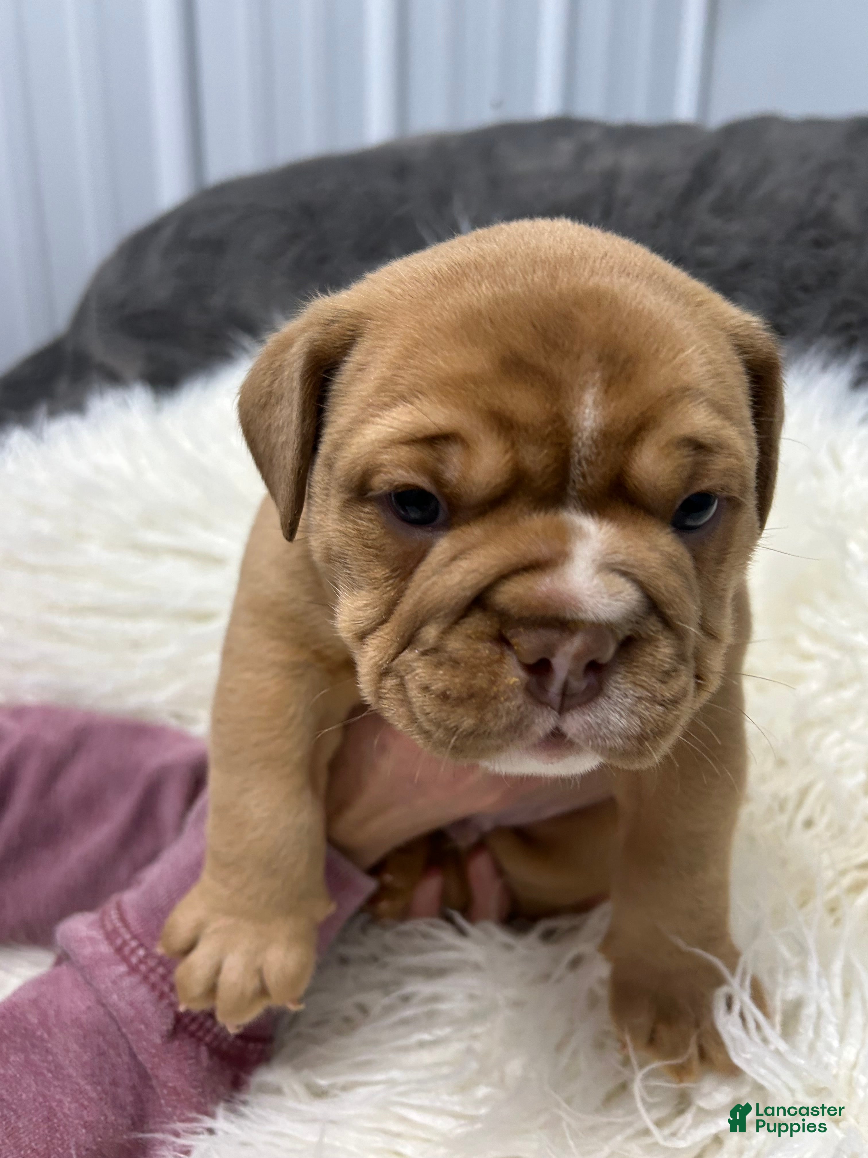 Olde English Bulldogge Puppies for sale in New York Lancaster