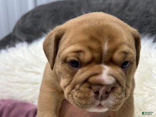 Olde English Bulldogge dogs - Ad 37