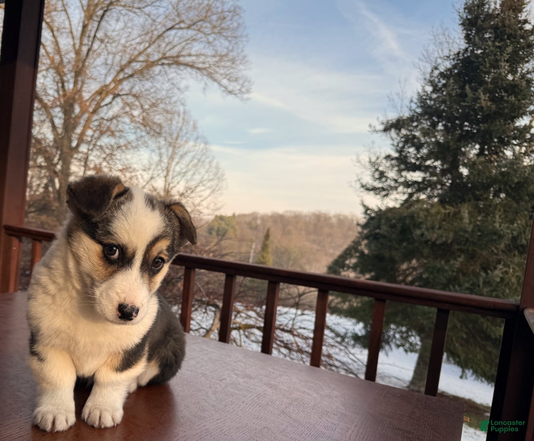 Welsh Corgi Pembroke dogs for sale: Welsh Corgi Pembroke Puppy 1 - Ad 2