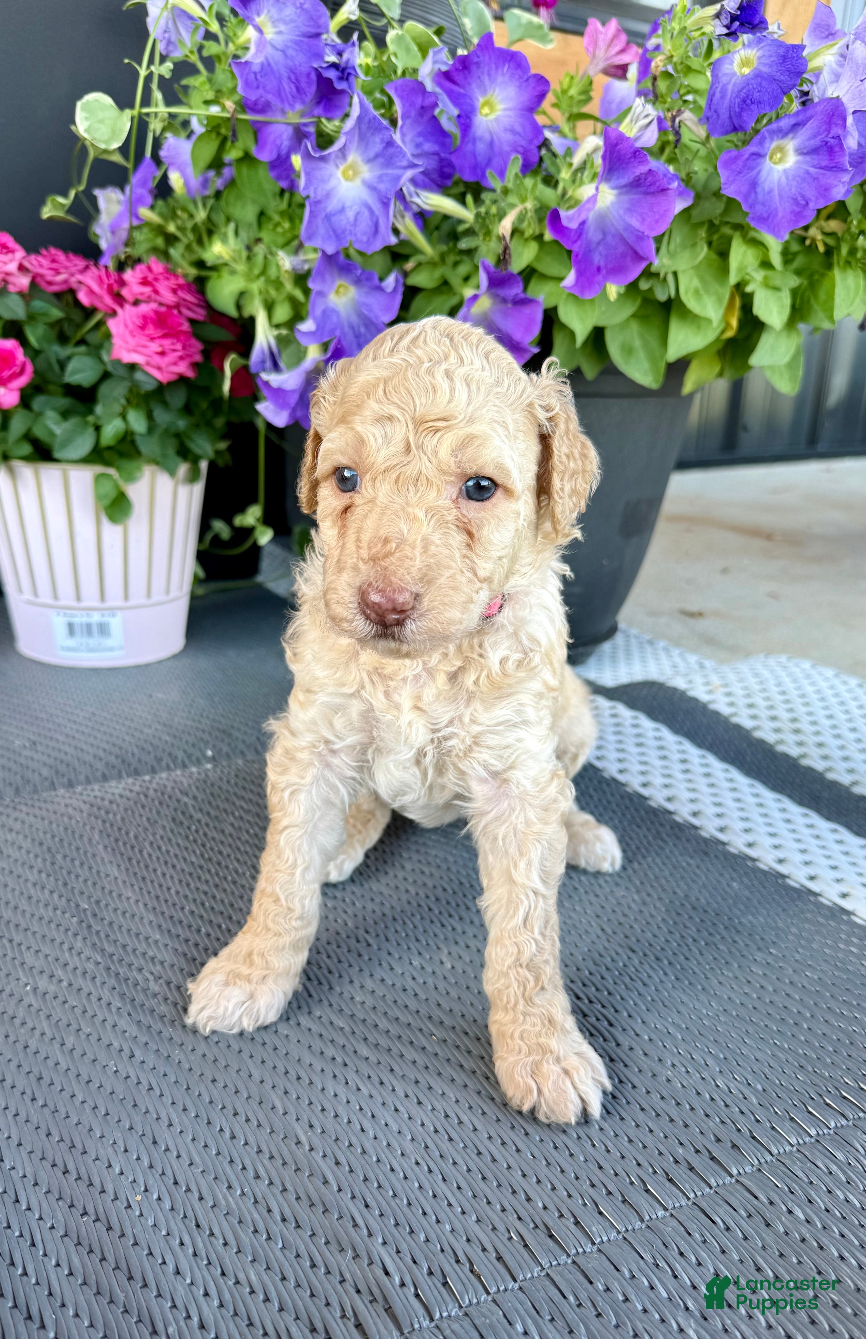 Standard Poodle dogs Pink Collar  - Ad 1