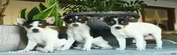 Toy Fox Terrier dogs for sale: Carol  - Ad 3