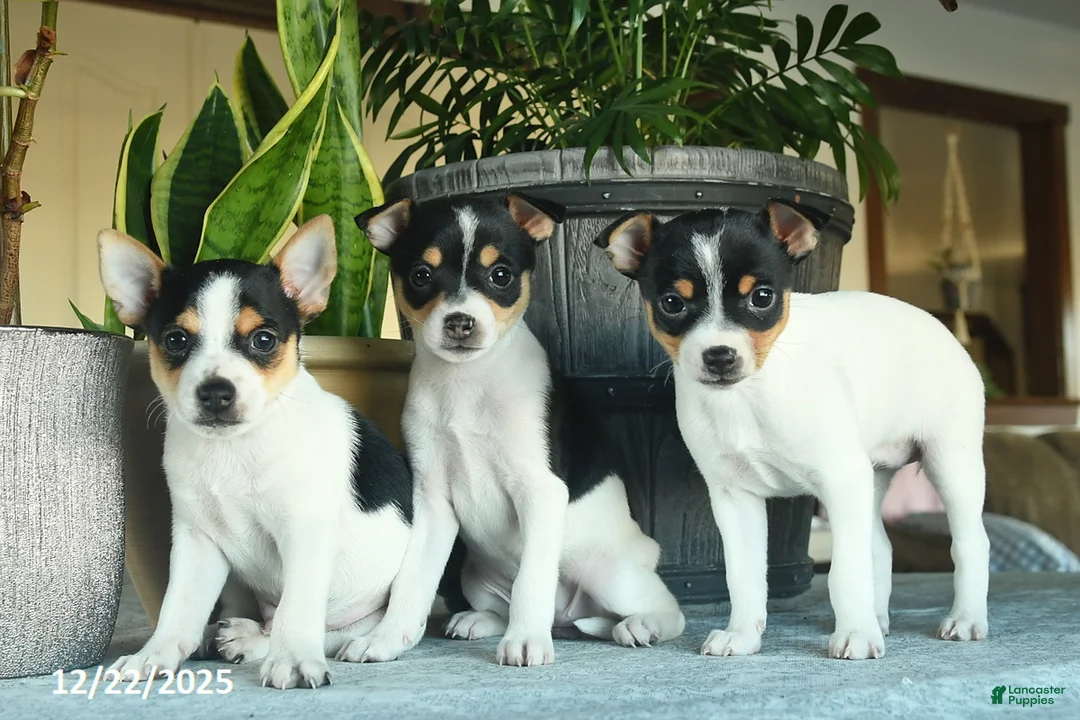Toy Fox Terrier dogs for sale: Carol  - Ad 3