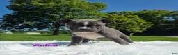Boston Terrier dogs for sale: Anika  - Ad 2